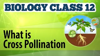 What Is Cross Pollination  Reproduction in Plants  Biology Class 12 [upl. by Kruger92]