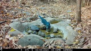 Birds at Rocky Pool March 2024 [upl. by Bolling]