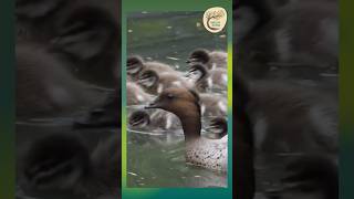 Adorable Wood Duckling Family Takes a Swim  Dharug Country [upl. by Vaules296]