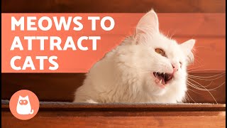 SOUNDS to Make Your CAT COME to CUDDLE YOU 📣🐈 Meows to ATTRACT Your CAT When They HIDE [upl. by Anikes]