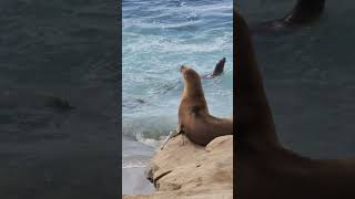 Sea Lions Frolicking in the Ocean [upl. by Eniowtna]