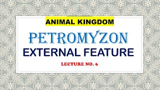 EXTERNAL FEATURES OF PETROMYZONANIMAL KINGDOM [upl. by Noma]