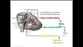 cerebellar hemisphere anatomy [upl. by Nonnair931]