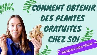 Des plantes gratuites 100 récup [upl. by Sanoy]