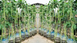 I planted a garden of beans in plastic bottles the beans are big and long [upl. by Naegem265]