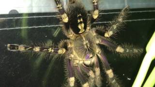 Poecilotheria subfusca lowland [upl. by Llerrit813]