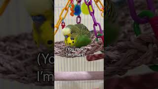 Boba Feathers  Boba the Budgie  Talking Parakeet [upl. by Atiuqcaj43]