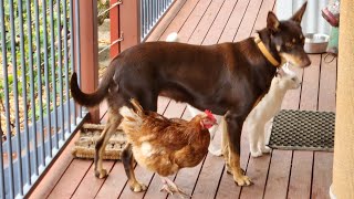 Farm Family kelpie barncat isabrown [upl. by Girvin790]