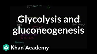 Regulation of glycolysis and gluconeogenesis  Biomolecules  MCAT  Khan Academy [upl. by Eedak]