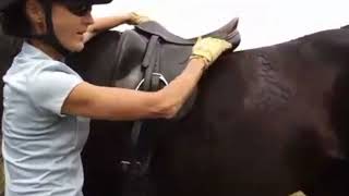 PCQ Saddle Fitting Part 2 Saddle Position [upl. by Ainav]