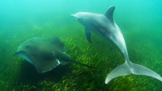 Dolphins Use Stingrays to Hunt Octopus  Ocean Giants  BBC Earth [upl. by Carlos]