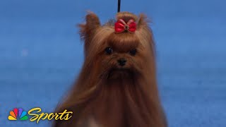 National Dog Show 2024 Toy Group Full Judging  NBC Sports [upl. by Asus863]