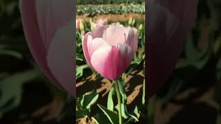 Texas Tulipsshootoniphoneshortsvideoshortstexastulipsspringflowerspilotpointmiraclemirror [upl. by Dumm]