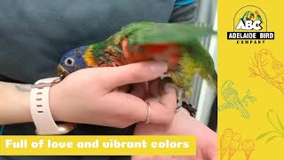 HandReared Baby Rainbow Lorikeet  Adelaide Bird Co [upl. by Kappenne]