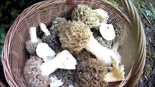 Morilles et tricholome de la saint georges le 18 05 2021 deuxiéme partie [upl. by Raimondo]