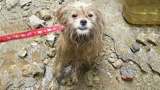 Dog often steal food was kicked out by ownerFortunately met a host who truly loves it after rescued [upl. by Leinaj429]