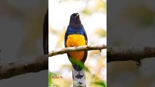 Green backed tragon callbirds birdfriendsbirdslovermamatv [upl. by Mauldon]