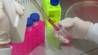 MSU Cell Biology BIO320  Cell Culture Video 8 [upl. by Aicenert]