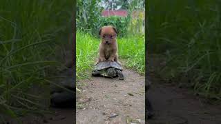 Cutest Trio Ever 🐶🐥🐢 Puppy Chick and Turtle Playing Together [upl. by Eendys]