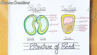 How to draw structure of Dicot and Monocot seed  seed structure Drawing seed Anatomy Drawing [upl. by Eniawtna805]