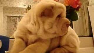 SharPei Puppy Baby [upl. by Mott781]