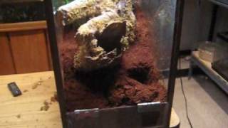 Female P rufilata enclosure tutorialwmv [upl. by Nerahs]