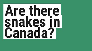 Are there snakes in Canada [upl. by Natsuj]