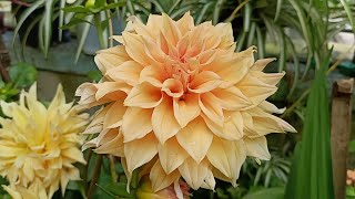 How to Grow a Bulb of Dahlia  time lapseWith an Update of my Dahlia Plant🌱🌷 [upl. by Abihsot840]