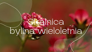 Skalnica bylina wieloletnia [upl. by Esdnyl829]