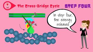 Muscle Fibers and the CrossBridge Cycle [upl. by Stearn]