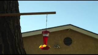 My Edited Video HUMMINGBIRD MATING DANCE 2011 [upl. by Nodnek]