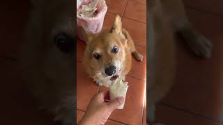 corgi music song pop corgi mycorgi pets corgifun mydog apt rosé blackpink Bruno mars [upl. by Jari]