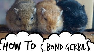 Gerbil Care  Bonding amp Behaviour  Split Cage Method [upl. by Valli]