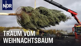 Endspurt auf der Weihnachtsbaumplantage  Die Nordreportage  NDR Doku [upl. by Nnyltak]