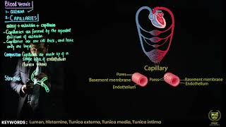 Capillaries and veins  11TH BIOLOGY  CHP 14  LECTURE 25 [upl. by Pals687]