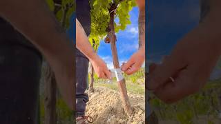 Grafting vines🛡🍇vitigreffe grafting vines vineyard [upl. by Gewirtz996]