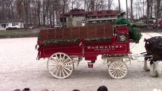 Budweiser Clydesdales at USET Demonstration [upl. by Nnaaras]