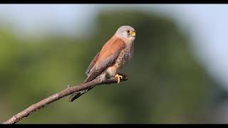 Lesser kestrel [upl. by Tarsus]