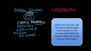 Loss of Balance Dorsal Columns vs Cerebellum [upl. by Naerda]