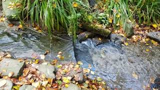 Wunderschöner Herbst 2024 Schloßpark Essen Borbeck Teil3 [upl. by Blockus787]