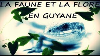 La faune et la flore en Guyane  Acte 1 [upl. by Pisano]