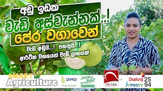 අඩු ඉඩක වැඩි අස්වැන්නක් පේර වගාවෙන්  Smart Agriculture  Ep 03  2024 10 13 [upl. by Fulks]