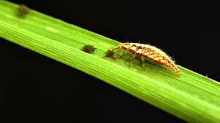 Green lacewing larvae vs bird cherryoat aphid [upl. by Arther]