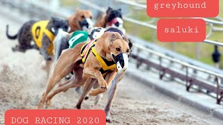 Greyhound and Saluki racing dubai 2020 UAE [upl. by Ilocin]