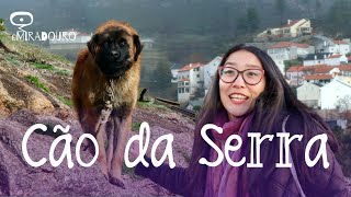 Conhecemos o Cão da Serra da Estrela  Na Rota da Serra da Estrela ep6 [upl. by Alegna]