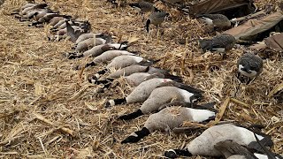 Minnesota Goose HuntingCut Corn field Honkers [upl. by Irahs]