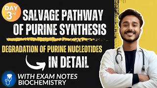 salvage pathway of purine synthesis biochemistry  degradation of purine nucleotides biochemistry [upl. by Guyer77]