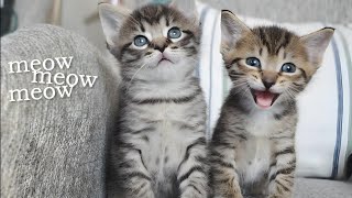 Adorable Kittens Meowing  Kitten Sounds For Cats [upl. by Bouldon754]