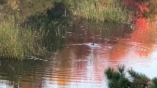 Bufflehead amp Bluejays [upl. by Madaras]