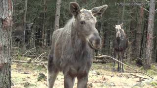 Elchpark Grönåsen  Geheimtipp für den Urlaub in Schweden [upl. by Narrat]